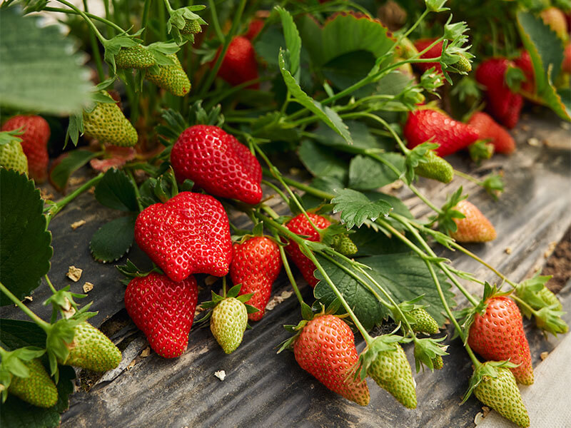Agrowisata Petik Strawberry