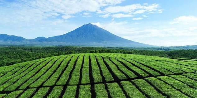 Perkebunan Teh Kayu Aro foto 3