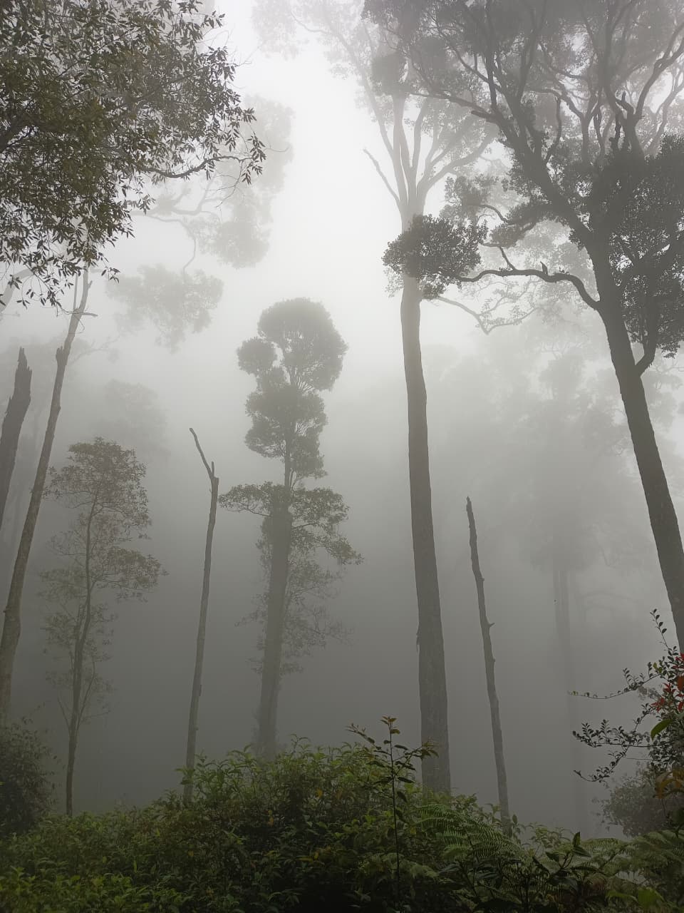 Gunung Kunyit (Taman Dewa) foto 2