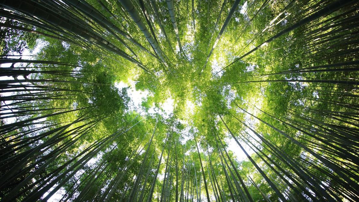 Hutan Bambu Buluh Perindu