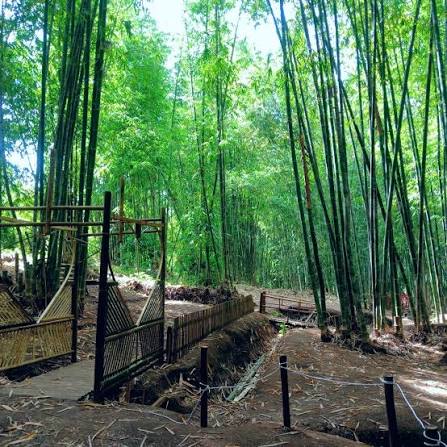 Hutan Bambu Buluh Perindu foto 4